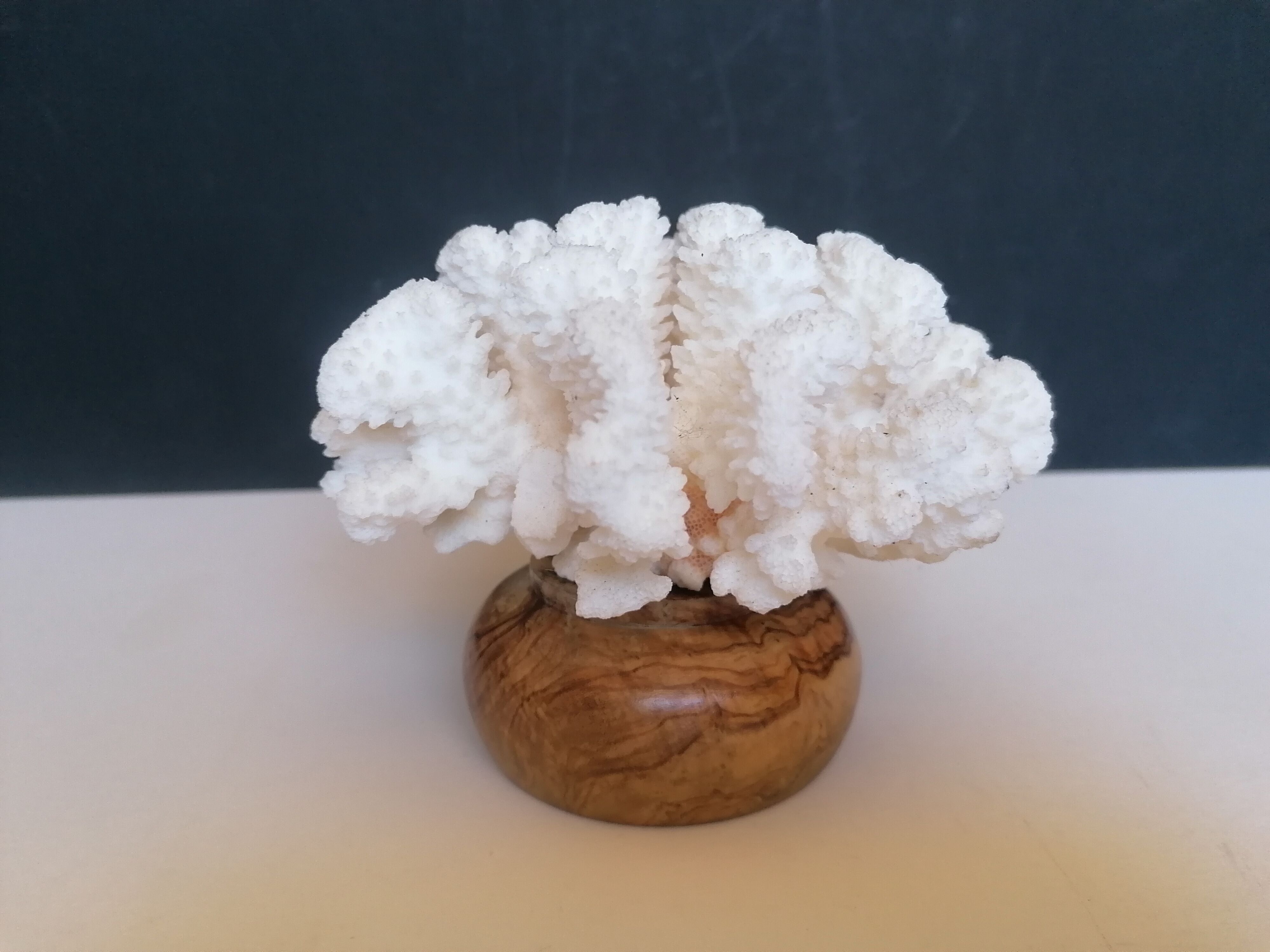 Corail cluster blanc authentique