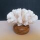 Corail cluster blanc authentique