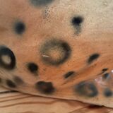 Old leopard faience-ceramic art deco vintage