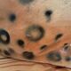 Old leopard faience-ceramic art deco vintage