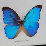 Butterfly taxidermy