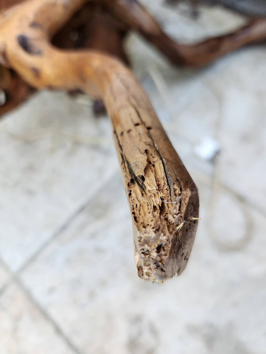 Large table lamp vine trunk