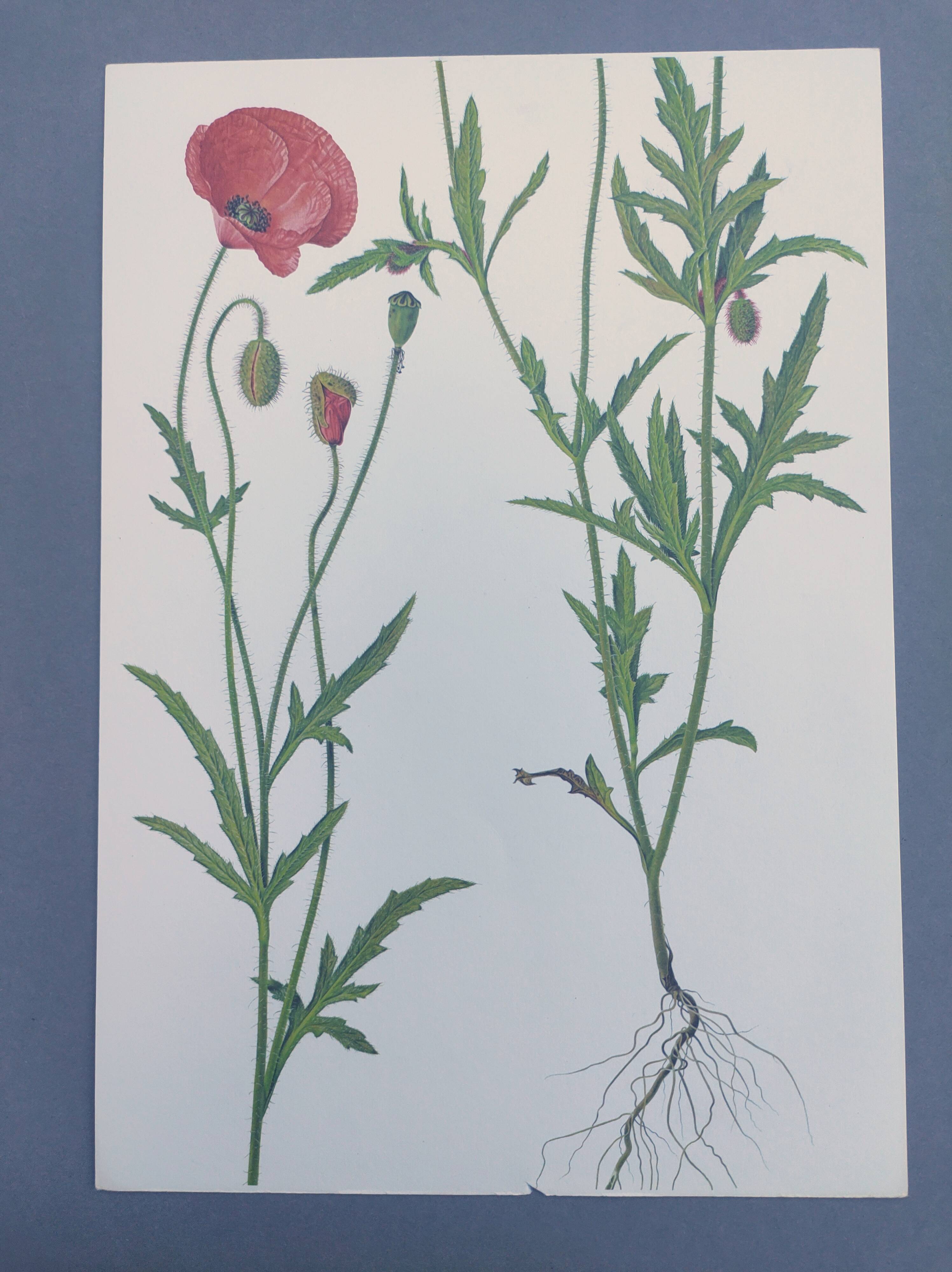 Vintage botanical print from 1978. Poppy. Wild plant illustration.