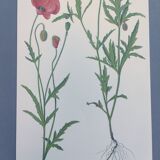 Vintage botanical print from 1978. Poppy. Wild plant illustration.