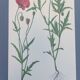 Vintage botanical print from 1978. Poppy. Wild plant illustration.
