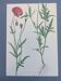 Vintage botanical print from 1978. Poppy. Wild plant illustration.
