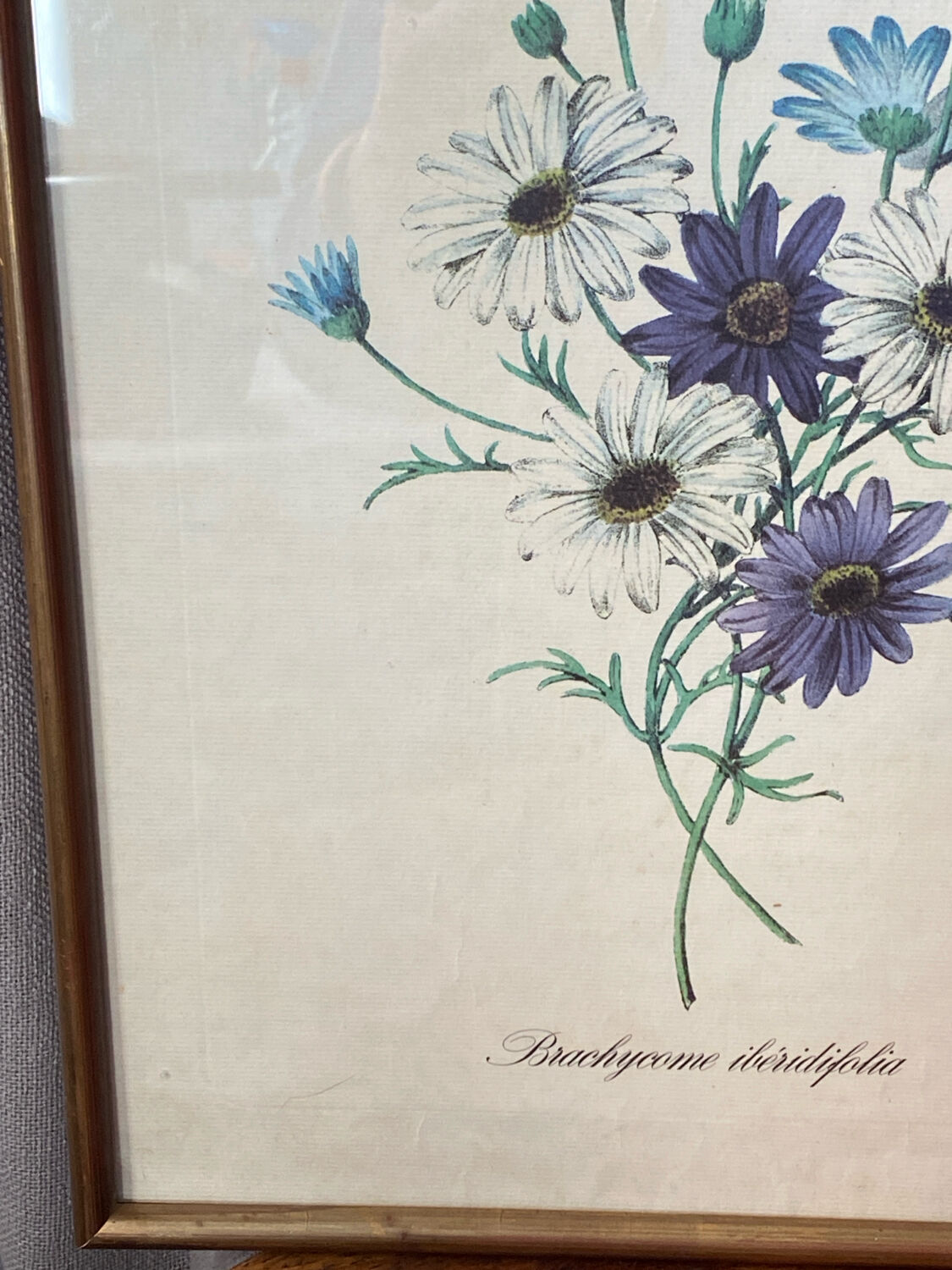 Poster, botanical plate Brachycome iberidifolia