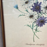 Poster, botanical plate Brachycome iberidifolia