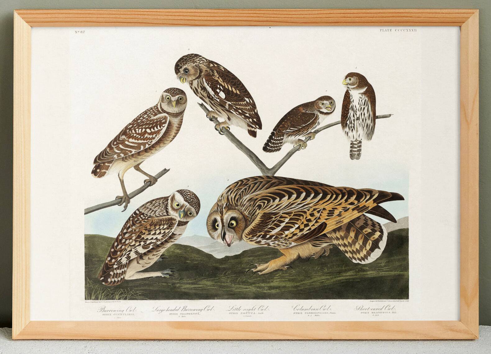 Poster about owls, based on an old engraving from 1827.