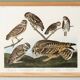 Poster about owls, based on an old engraving from 1827.