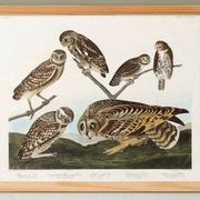 Affiche sur les chouettes, d’après une gravure ancienne de 1827.