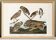 Affiche sur les chouettes, d’après une gravure ancienne de 1827.
