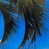 Photographie Palmes Bleu Vert