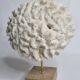 Ancient white labyrinthiform coral on pedestal