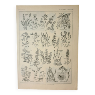 Gravure ancienne 1922, Plantes méllifères, fleurs, butinage • Lithographie, Planche originale