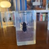 Insects under vintage resin