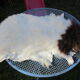 Sheepskin