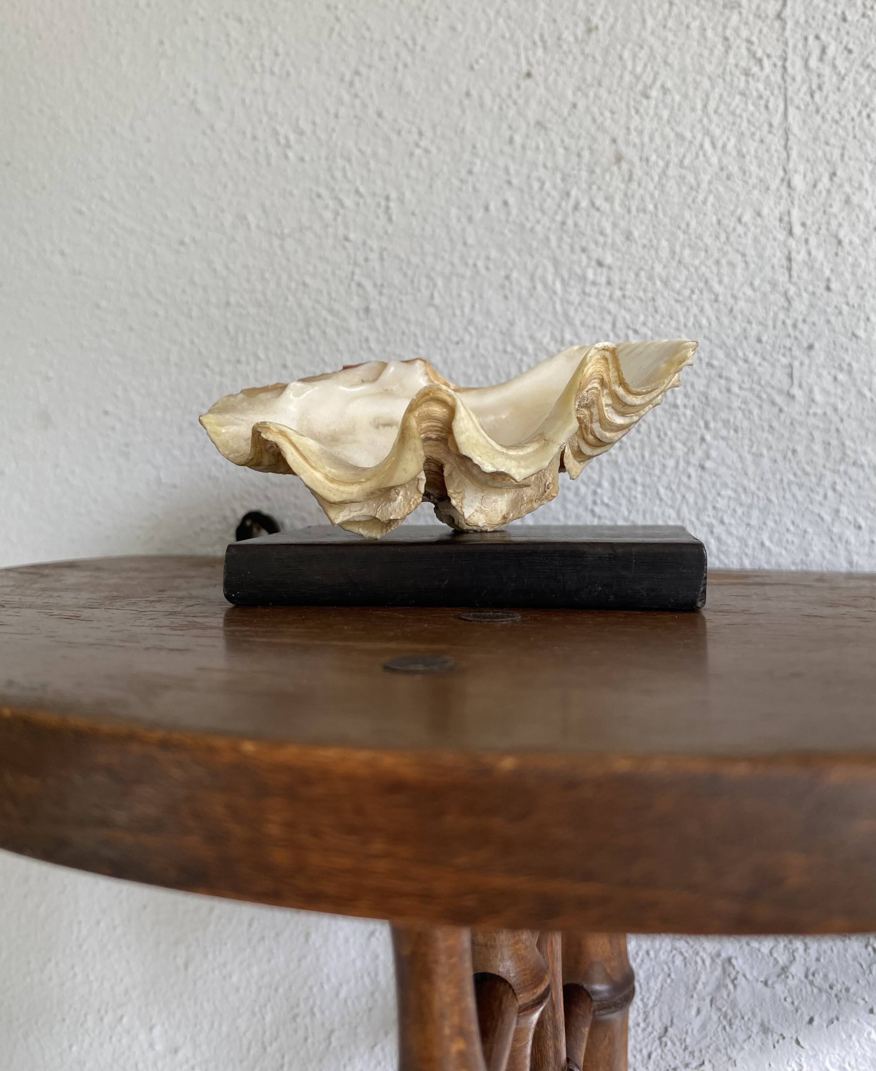 Shell on base, cabinet of curiosities