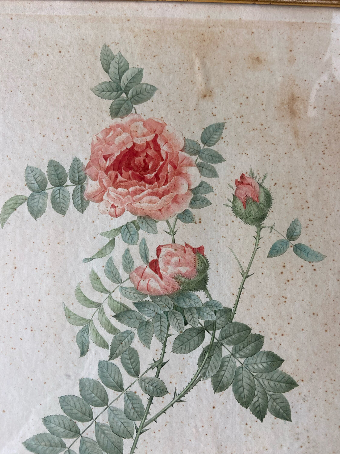 Ancient botanical poster