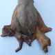 Trophée de chamois sur socle en bois