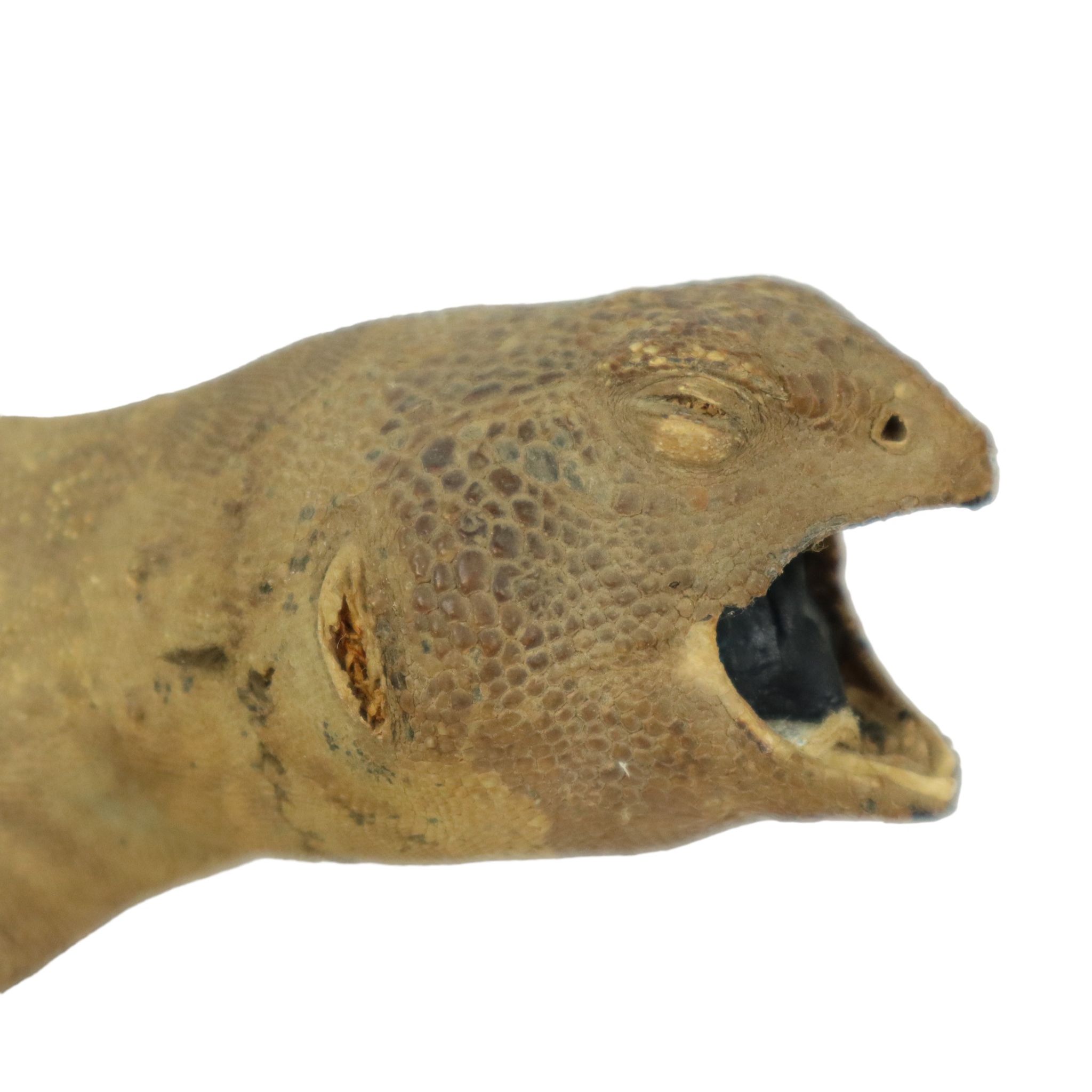 Big Stuffed Spiny-Tailed Dragon Lizard Taxidermy Africa Middle East Agamidae