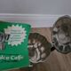 Former Cafeteria made in Italy Mod Nuovo Vintage SuperEspresso Albertini