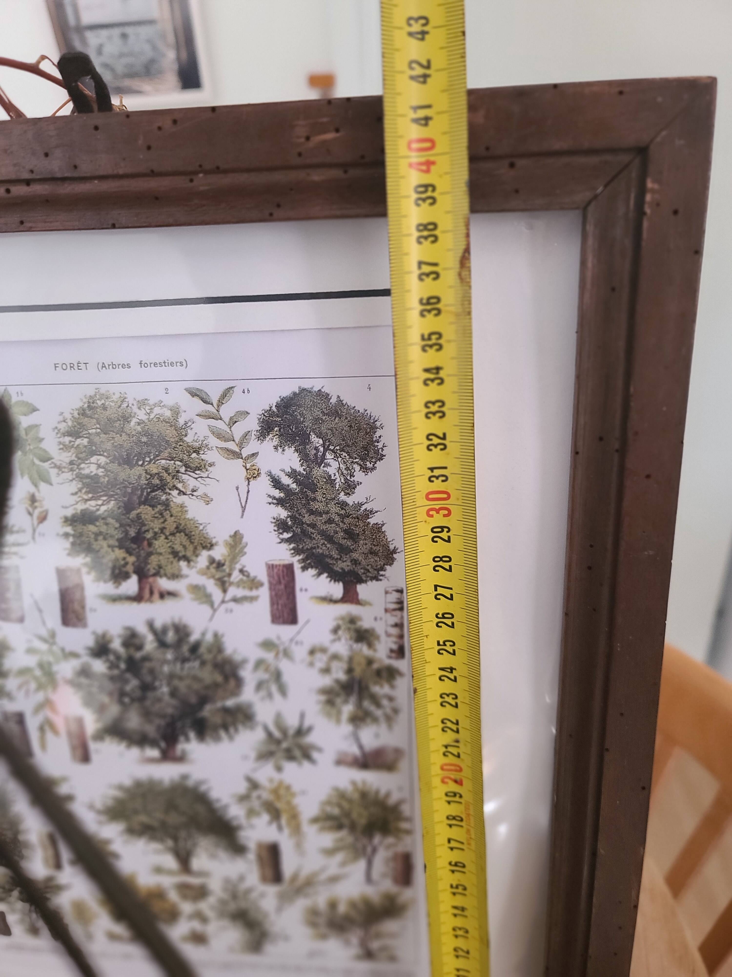 Affiche botanique encadrée ancienne - forêt