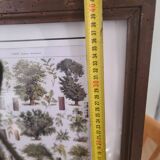 Affiche botanique encadrée ancienne - forêt