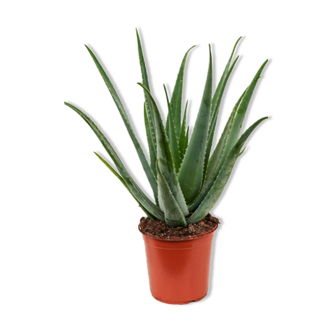 BHV corner product: ALOE VERA BARBADENSIS