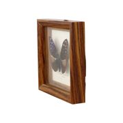 Framed Tropical Butterfly Gold Frame Asia Taxidermy 15cm