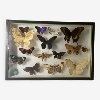 Butterfly box