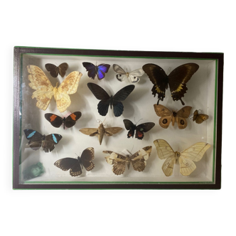 Butterfly box