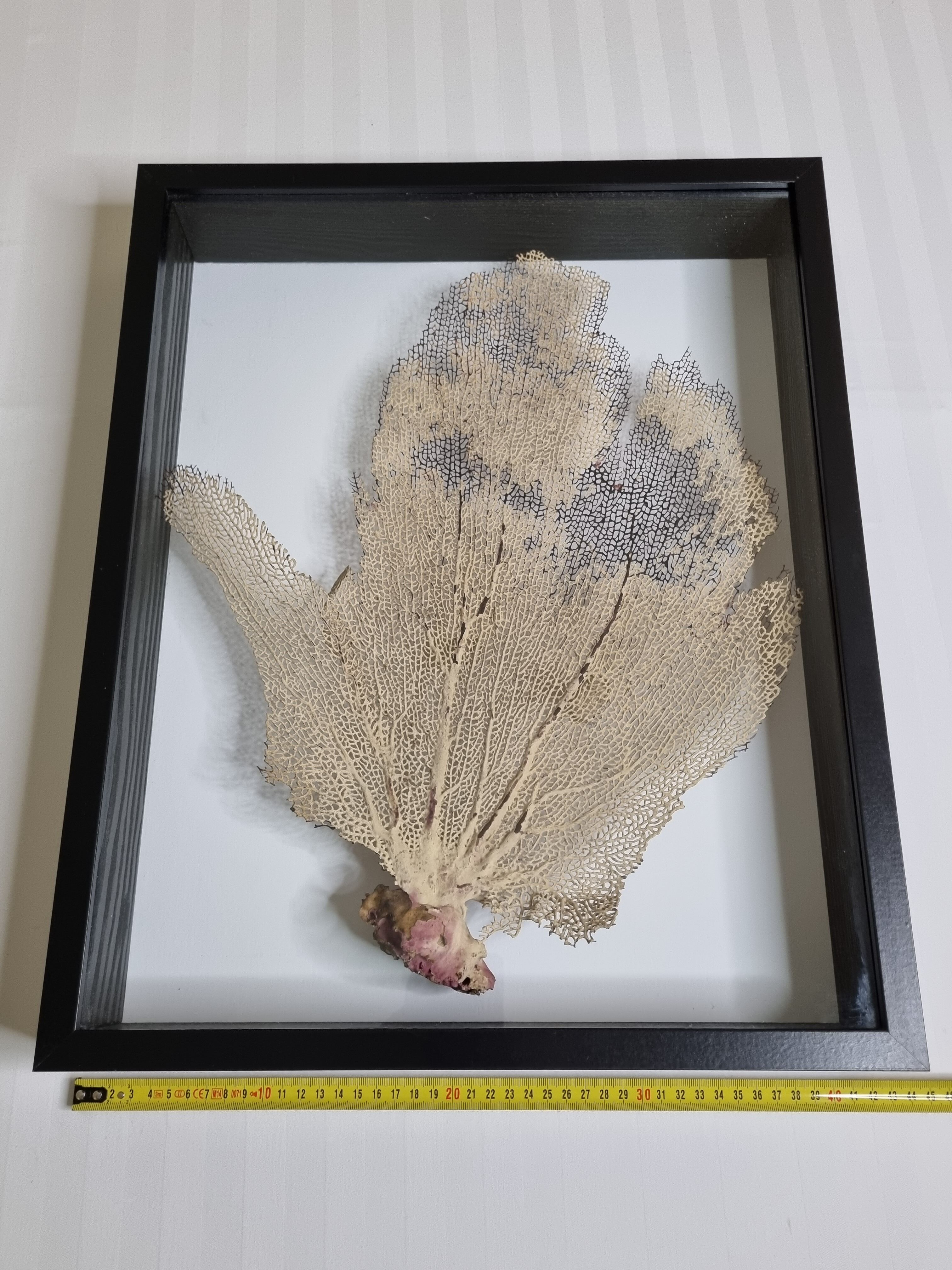 Coral branch old fan, under glass, 50 cm