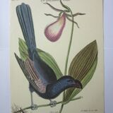 Engraving bird, monedula, repro Catesby/Seligmann