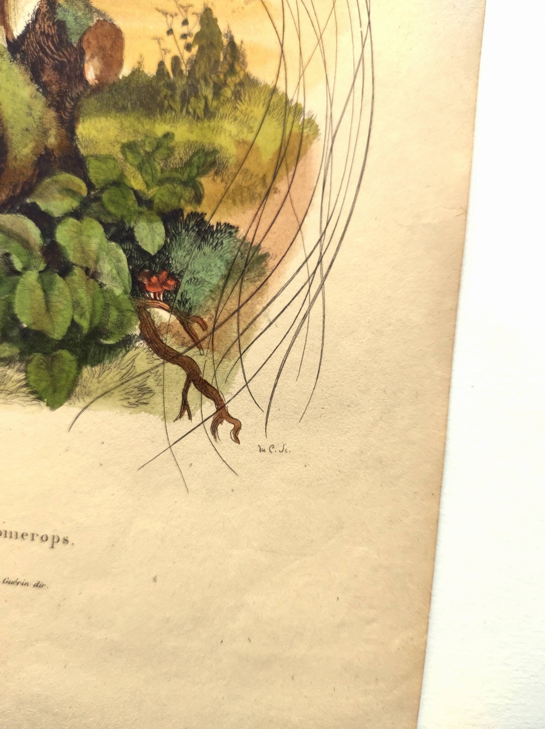 Antique engraving from 1839 -Promerops bird- hand-colored, by DuCasse