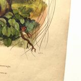 Antique engraving from 1839 -Promerops bird- hand-colored, by DuCasse