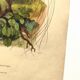 Gravure ancienne de 1839 -Oiseau Promerops- coloriée à la main, de DuCasse