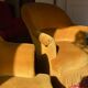 Paire de fauteuils crapaud jaune beige velours frange