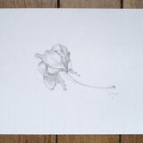 Fuchsia, original drawing