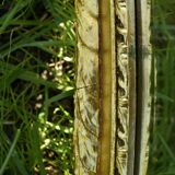 Large Louis XVI style beveled mirror in gilded painted wood - H: 78 cm - 1960