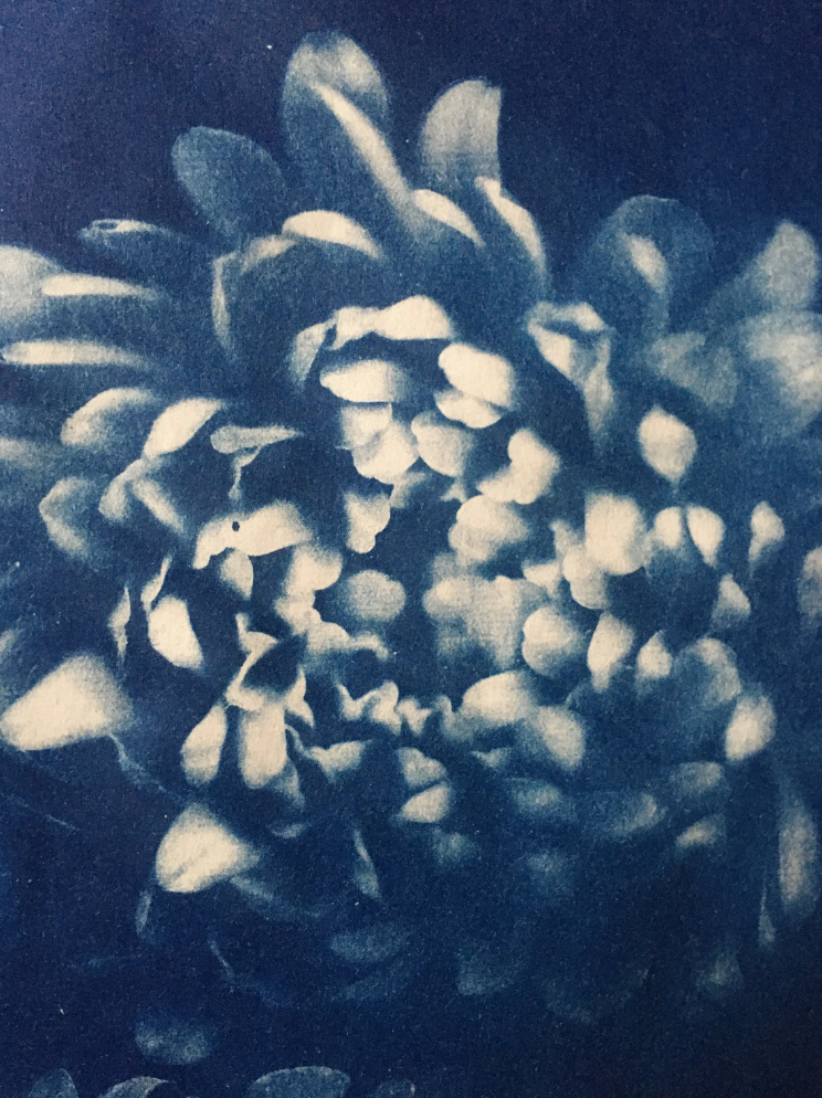 Cyanotype original a4 frameless flowers print
