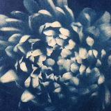 Cyanotype original a4 frameless flowers print
