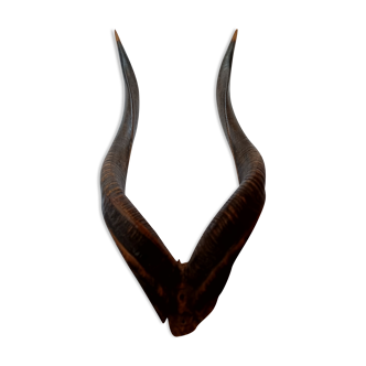 Bongo antelope trophy