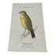 Planche botanique gravure naturaliste oiseaux ancien 1903