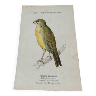 Planche botanique gravure naturaliste oiseaux ancien 1903