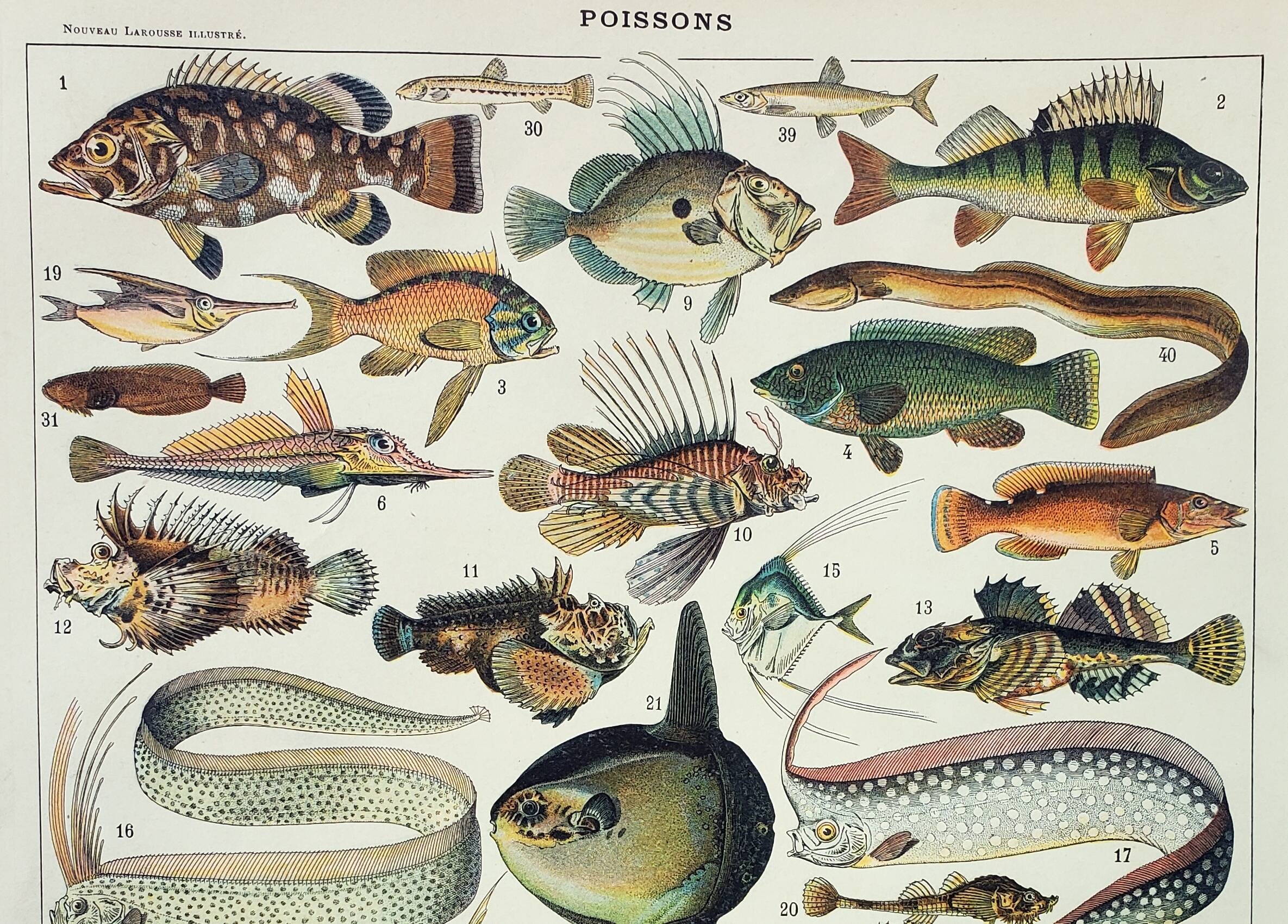 Old engraving 1898, Fish 1, marine animals • Lithograph, Original plate