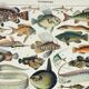 Old engraving 1898, Fish 1, marine animals • Lithograph, Original plate