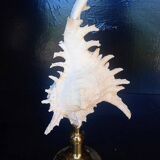 Cabinet of Curiosities 30cm shell on bronze base