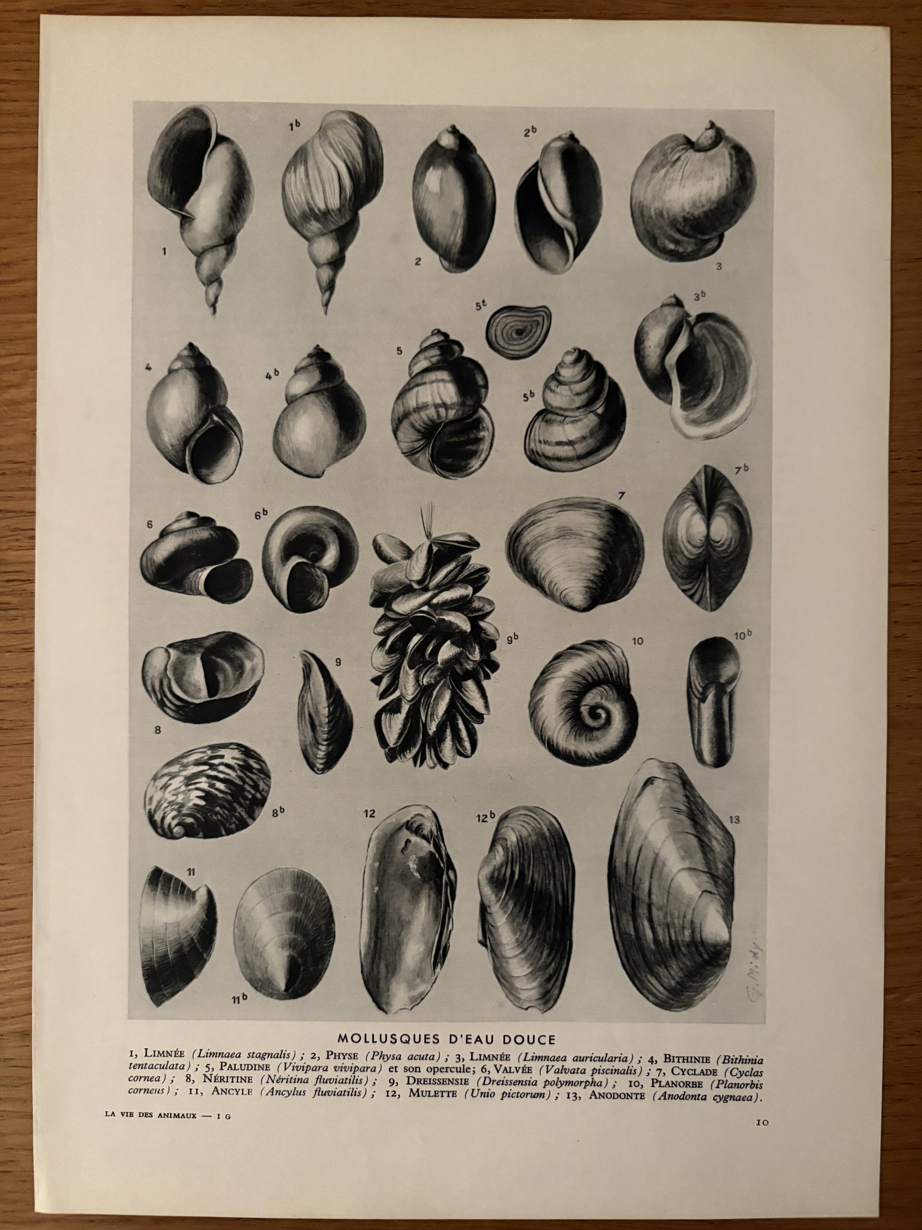 Illustrated plate on shells (freshwater molluscs) – 1950
