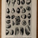 Planche illustrée sur les coquillages (mollusques d'eau douce) – 1950